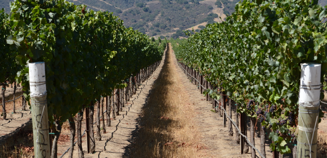 DSC_0074 (1)