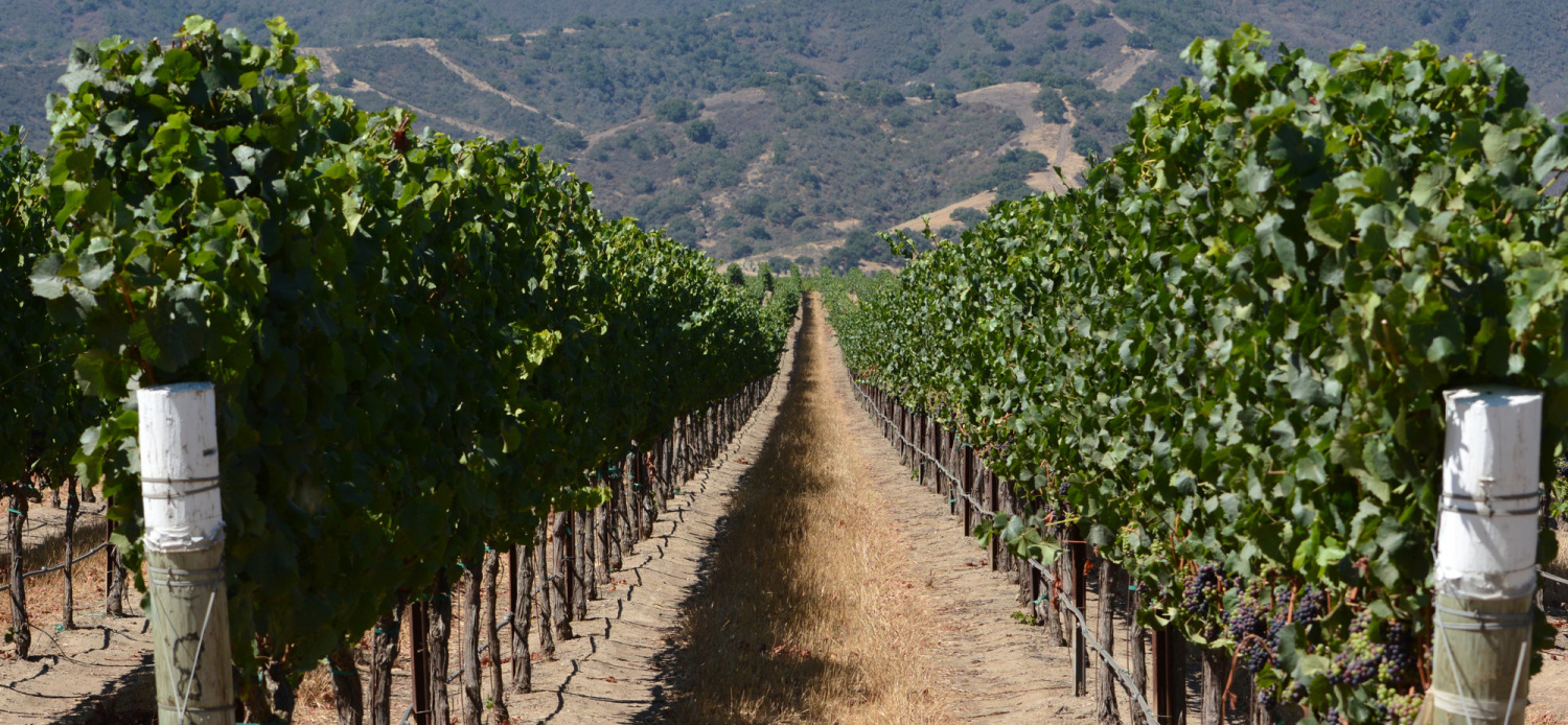 featured image winery